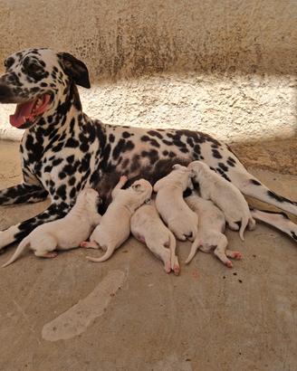 Disponibili 5 Cuccioli di Dalmata originali