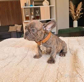 Bulldog francese