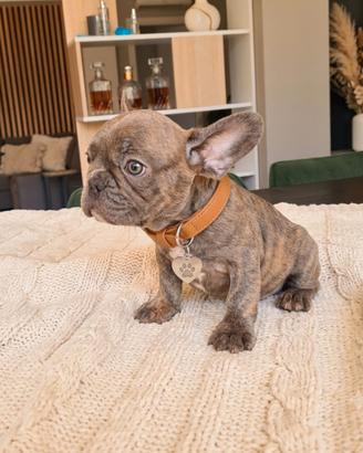 Bulldog francese