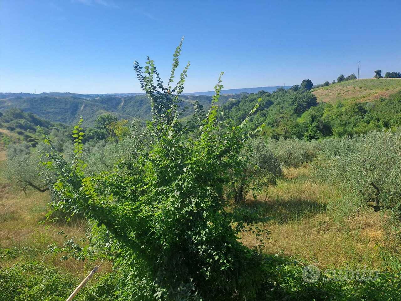 Uliveto a Alviano - Vista 2