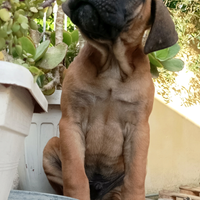 Cane corso italiano