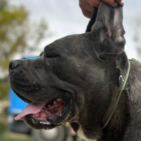 Stallone cane corso