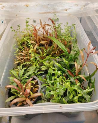 Lotto Box da coltivazione piante acquario