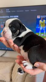 Bulldog inglese tricolor