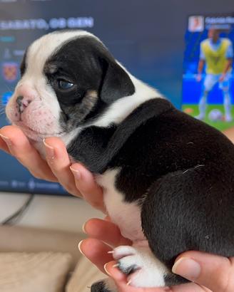 Bulldog inglese tricolor