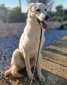 Aisha dolce cucciola 5 mesi taglia media