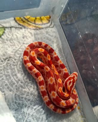 Pantherophis guttatus serpente del grano