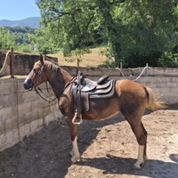 Cavalla incrocio con Paint