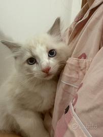 Cuccioli di Ragdoll Blue Bicolor