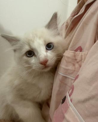 Cuccioli di Ragdoll Blue Bicolor