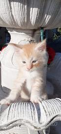 gattini Maine coon