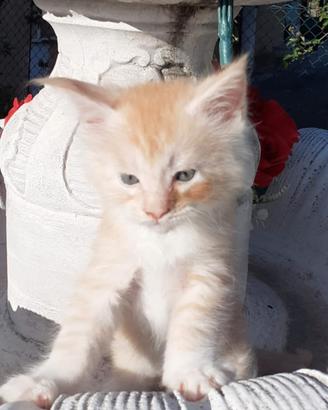 gattini Maine coon