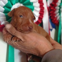 Cuccioli cirneco dell'Etna da allevamento