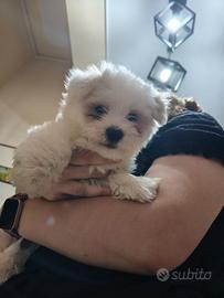 Maltese