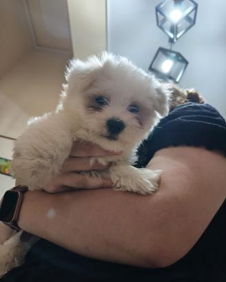 Maltese