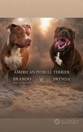 Cuccioli American pitbull terrier