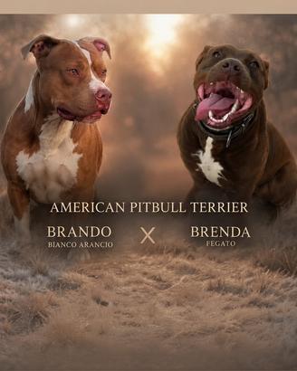 Cuccioli American pitbull terrier