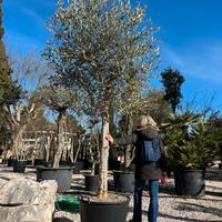 Pianta olivo leccino altezza 230/250 eta 25 anni