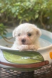 Cuccioli di maltese