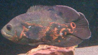 Astronotus Ocellatus, comunemente detti Oscar 