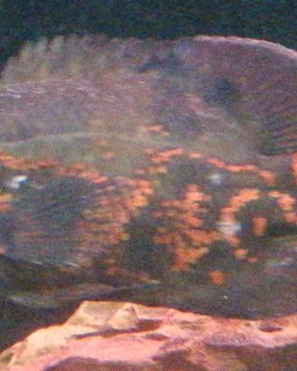 Astronotus Ocellatus, comunemente detti Oscar 