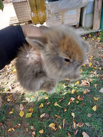 Coniglio testa di leone