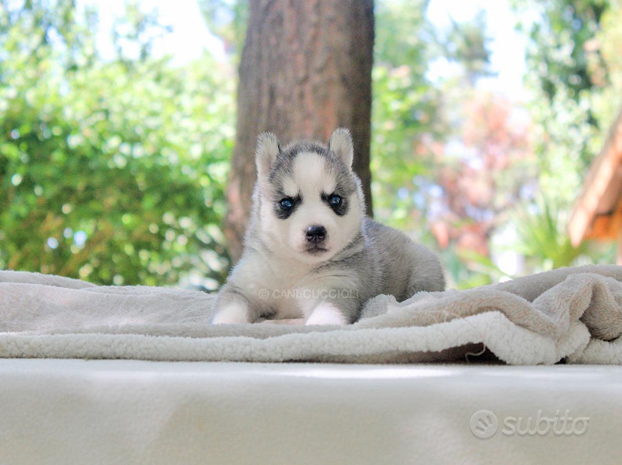 cuccioli di husky siberiano grigi