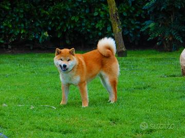Splendido cucciolo Shiba Inu