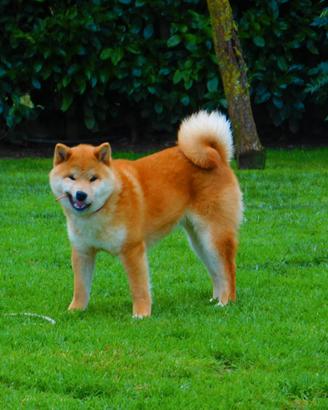 Splendido cucciolo Shiba Inu