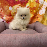 Spitz
