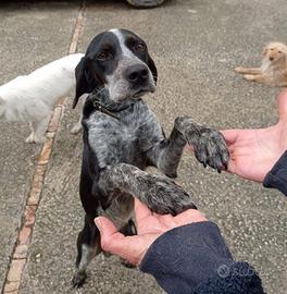 Pointer mix in adozione
