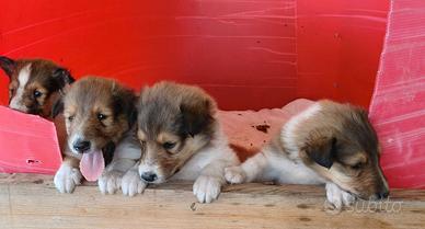 Cuccioli collie
