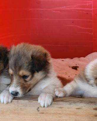Cuccioli collie