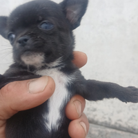 Chihuahua toy