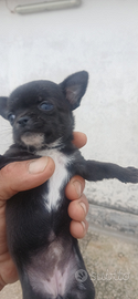 Chihuahua toy