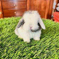 Conigli mini lop