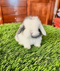 Conigli mini lop