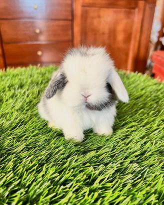 Conigli mini lop