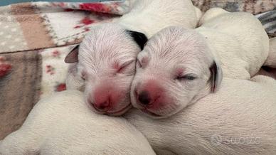 Cuccioli di Dalmata con Pedigree ENCI