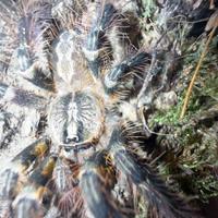 Poecilotheria ornata tarantola migale