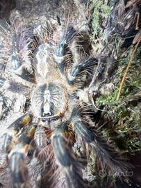 Poecilotheria ornata tarantola migale
