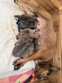 Bull dog francese Blu