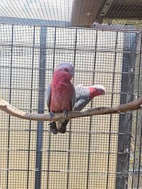 cacatua roseicapilla 