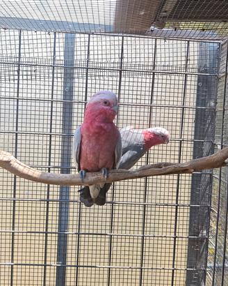 cacatua roseicapilla 