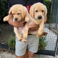 Cuccioli di Labrador Retriever colore Gold
