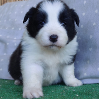 Disponibili Border collie cuccioli