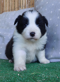 Disponibili Border collie cuccioli