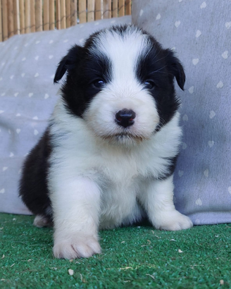 Disponibili Border collie cuccioli