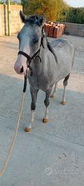 Pony welsh