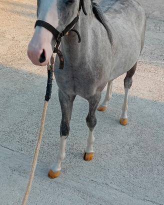 Pony welsh